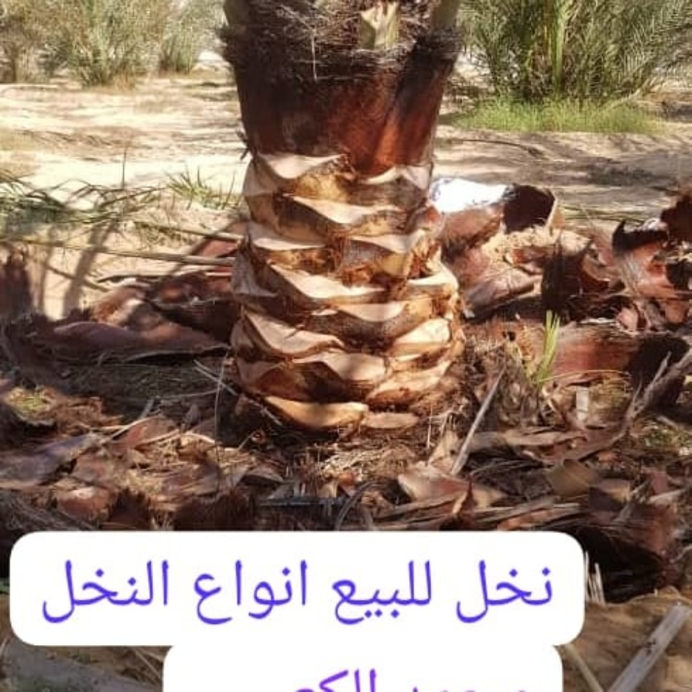 زراع و عناية بل نخيل - 10