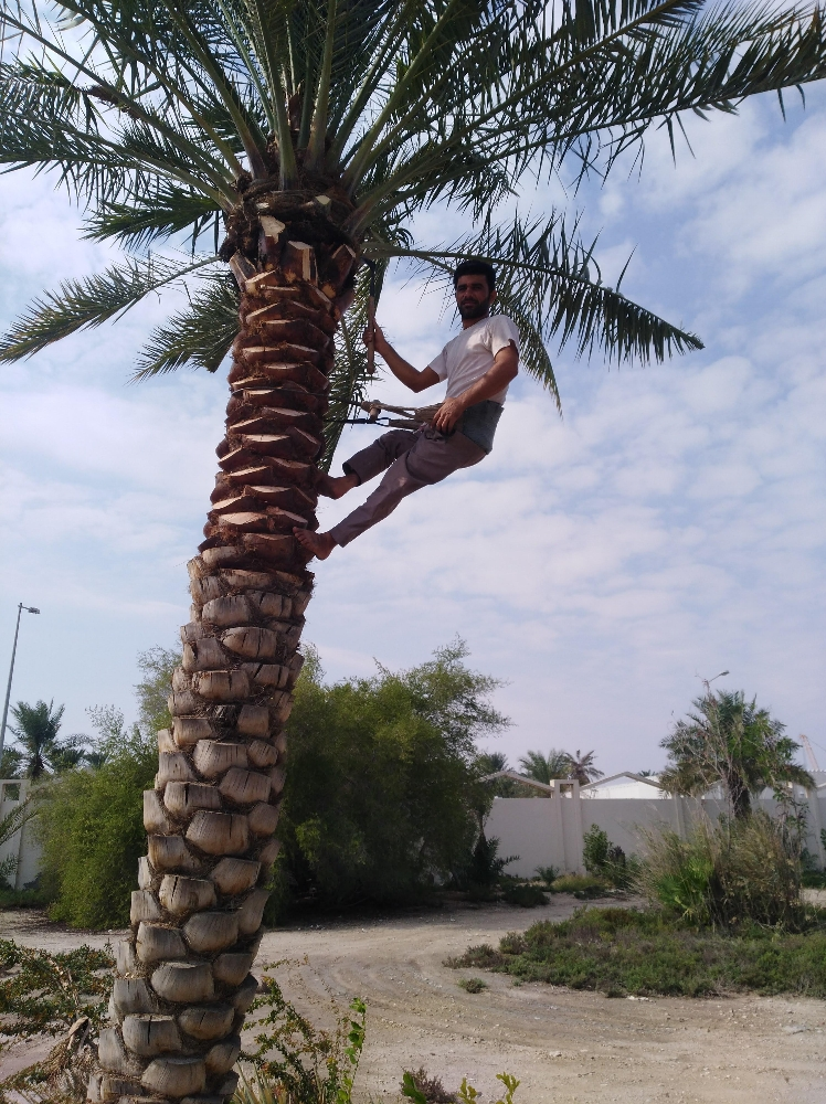 زراع و عناية بل نخيل - 12