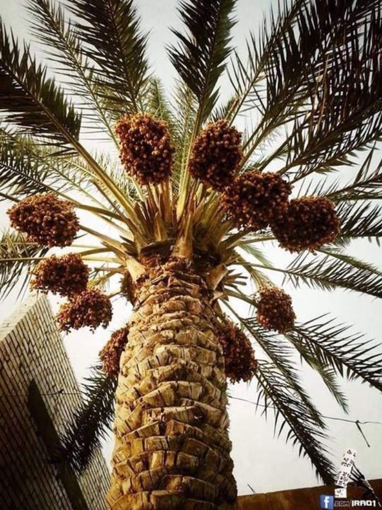 زراع و عناية بل نخيل - 5