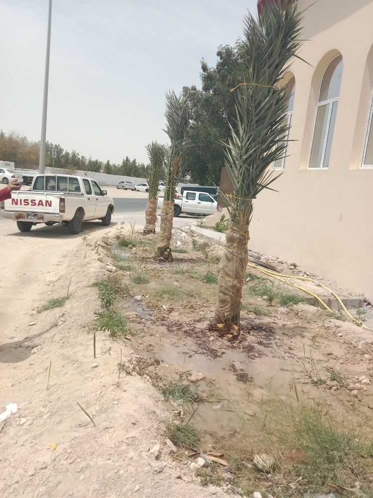 زراع و عناية بل نخيل - 7