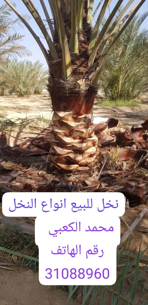 زراع و عناية بل نخيل - 2