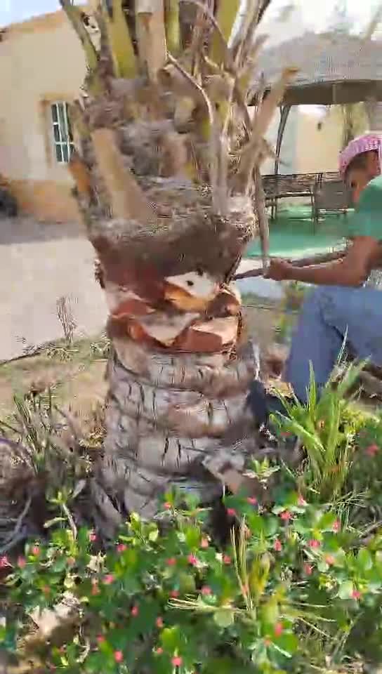 زراع و عناية بل نخيل - 1