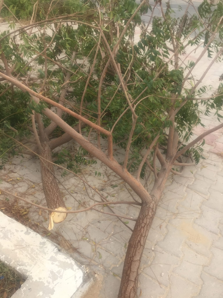 تقطيع اشجار - 5