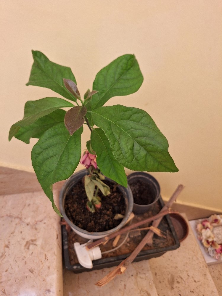 أكياس زراعة - 4