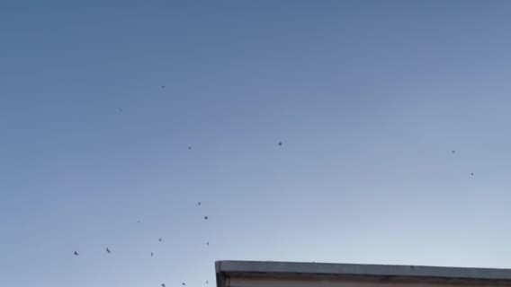 حمام باكستاني للبيع - 1