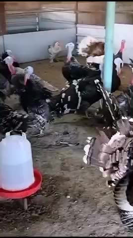 ديوك رومي - 1