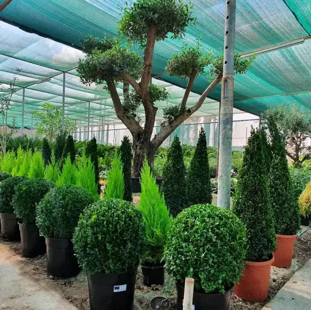 Garden decor and agriculture - 4