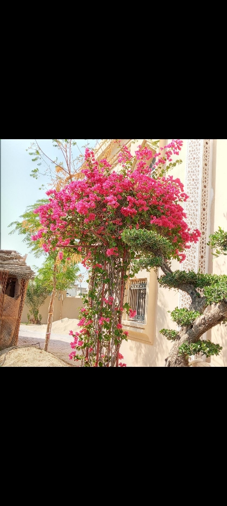 Garden decor and agriculture - 11