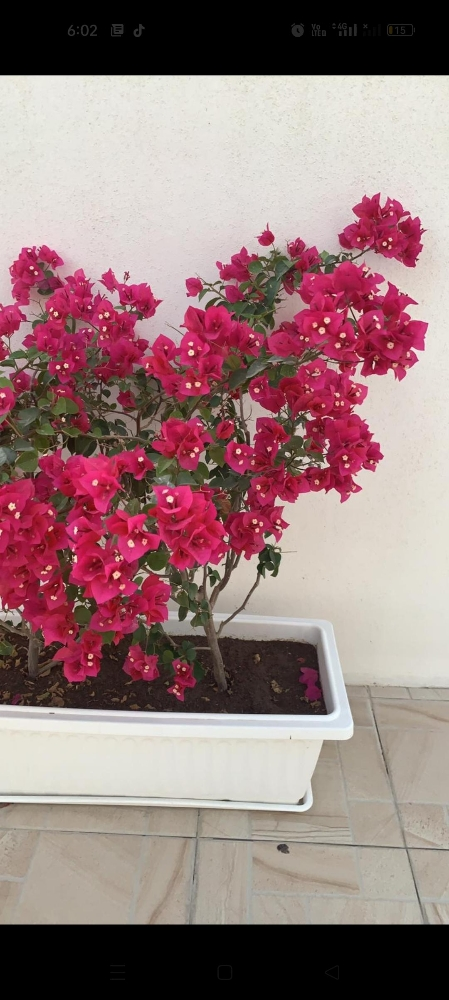 Garden decor and agriculture - 10