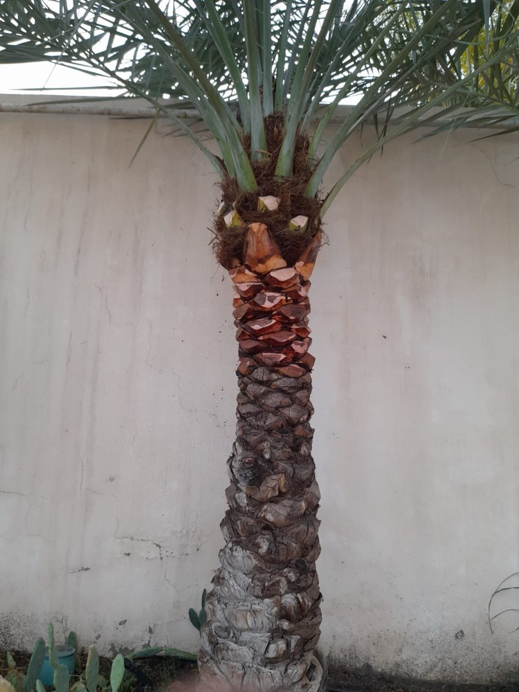 تكريب وتنظيف النخيل - 2