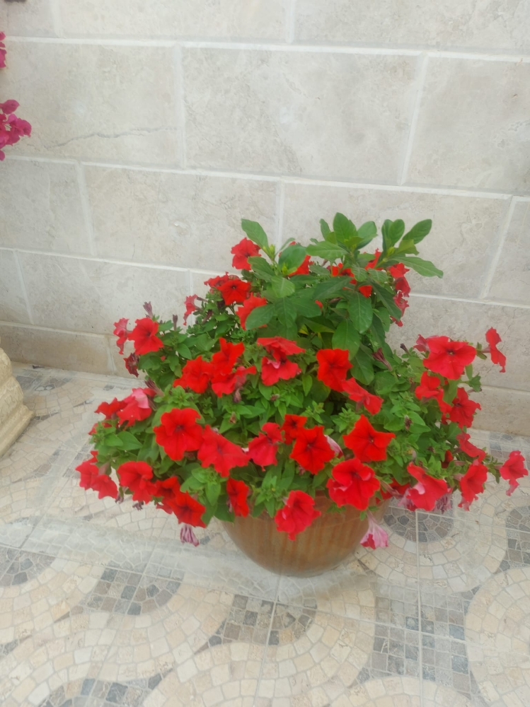 زراعة وديكور - 6