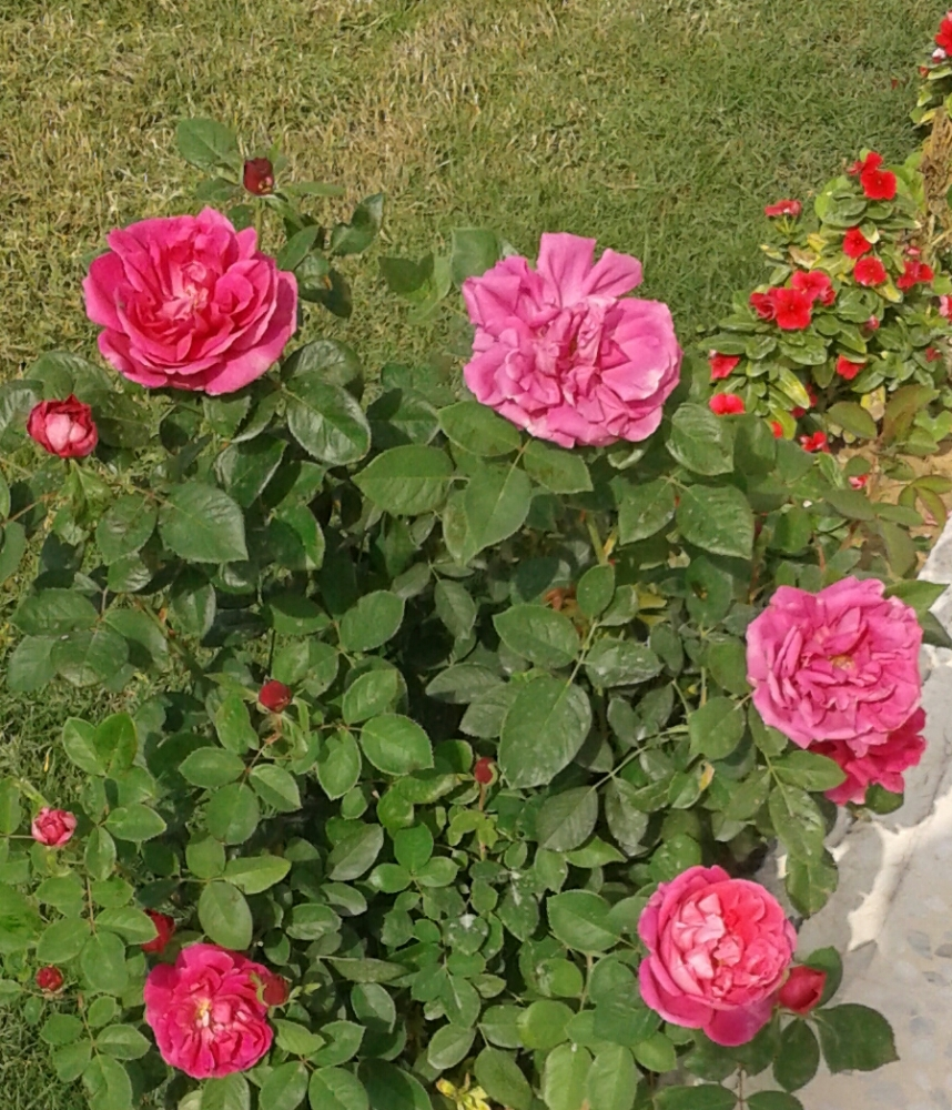 زراعة وديكور - 14