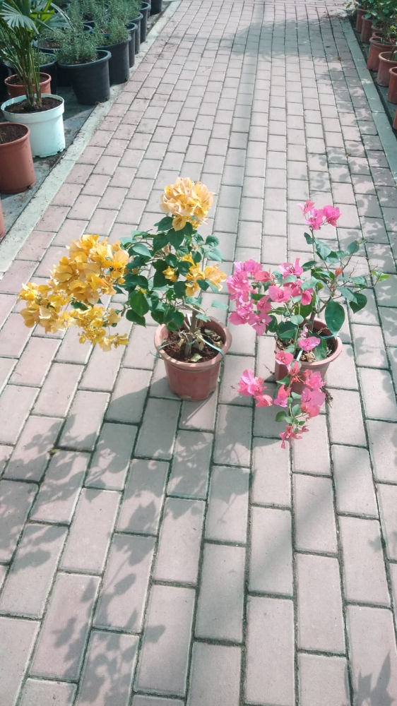 زراعة وديكور - 13