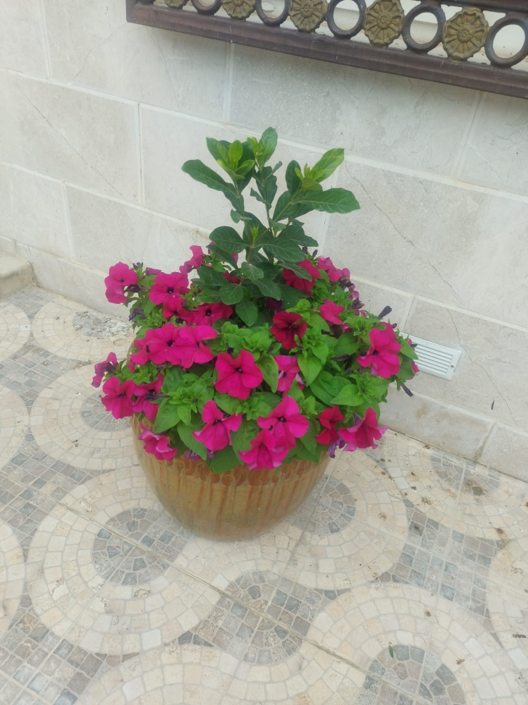 زراعة وديكور - 5