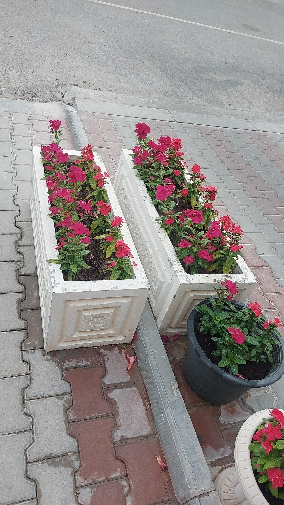 زراعة وديكور - 9