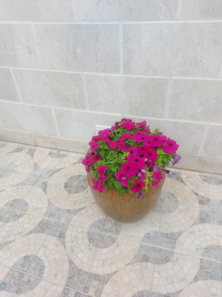 زراعة وديكور - 4