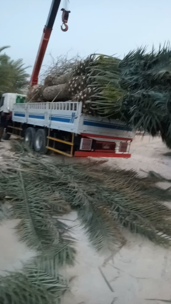 جميع انواع الفصائل والنخل - 1