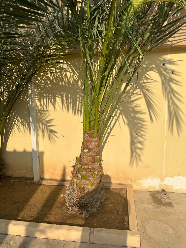 نخيل للبيع - 3