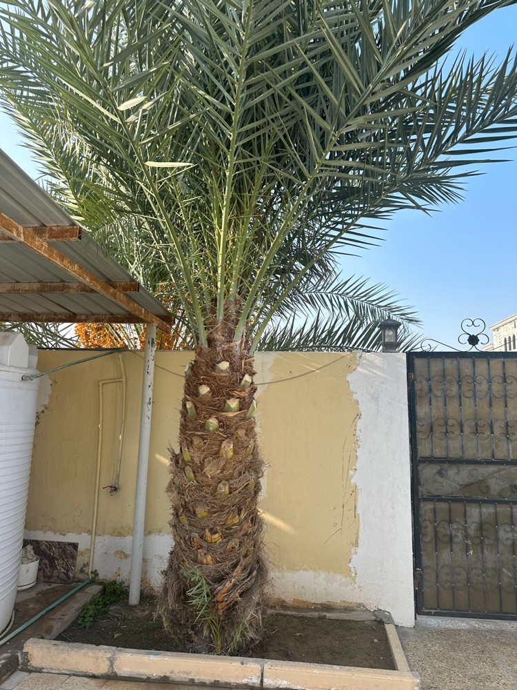 نخيل للبيع - 2