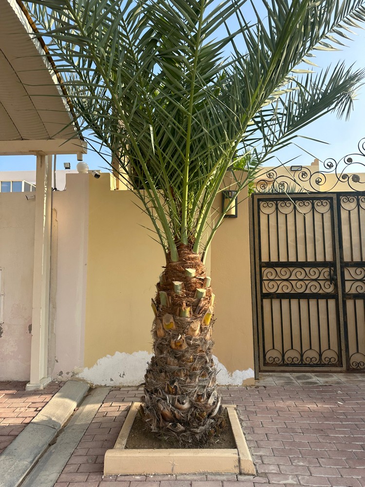 نخيل للبيع - 5