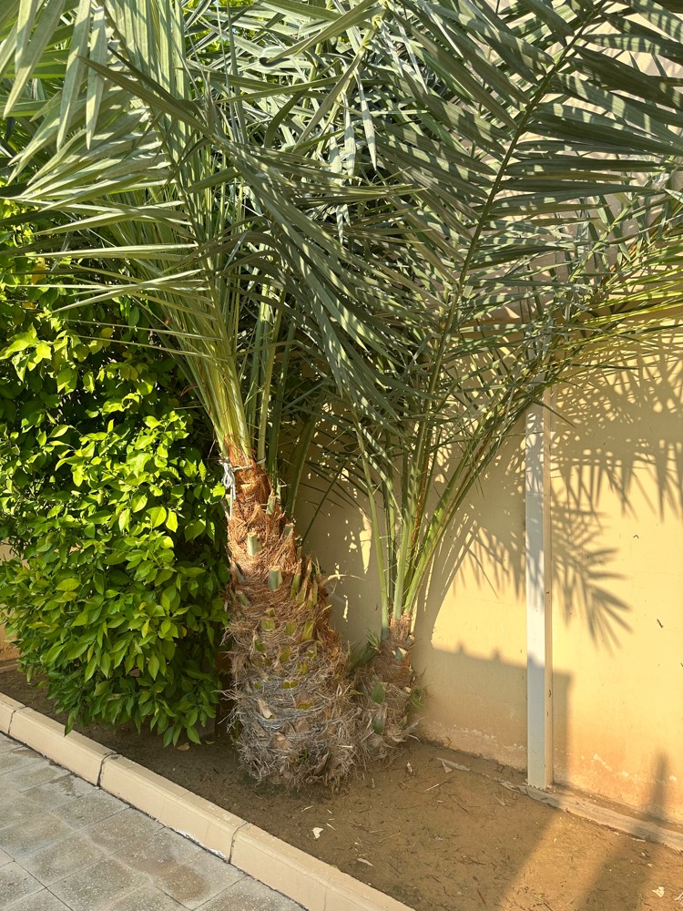 نخيل للبيع - 4