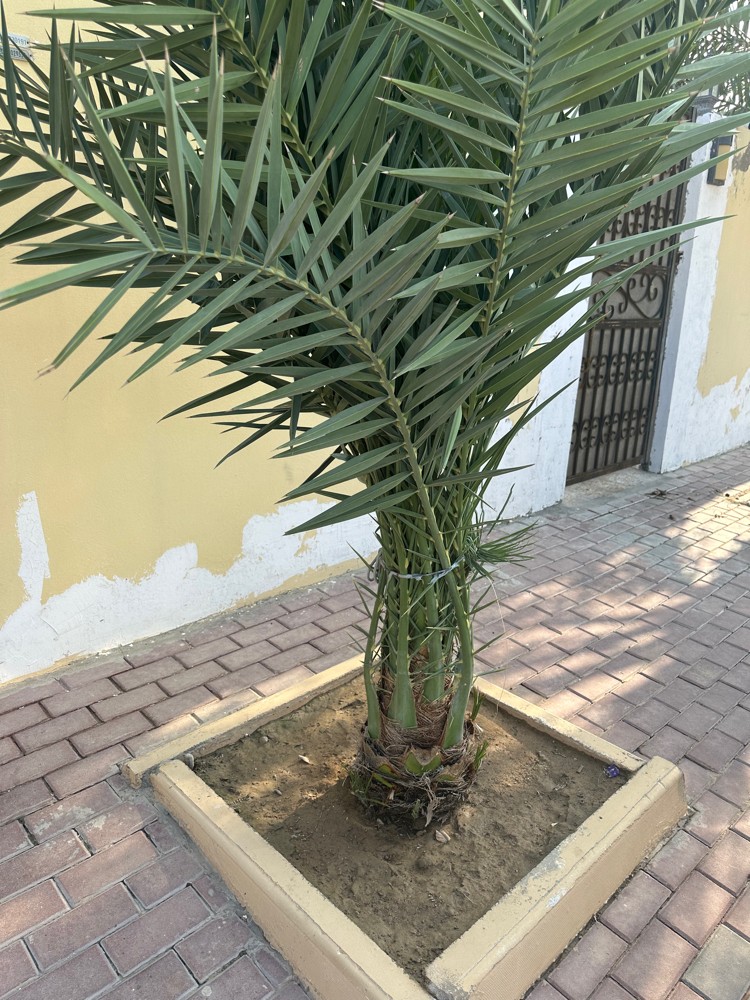 نخيل للبيع - 1