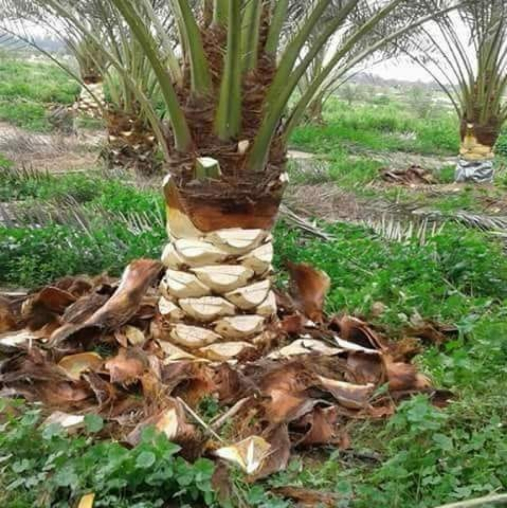 تنظيف وتطهير النخل والأشجار - 1