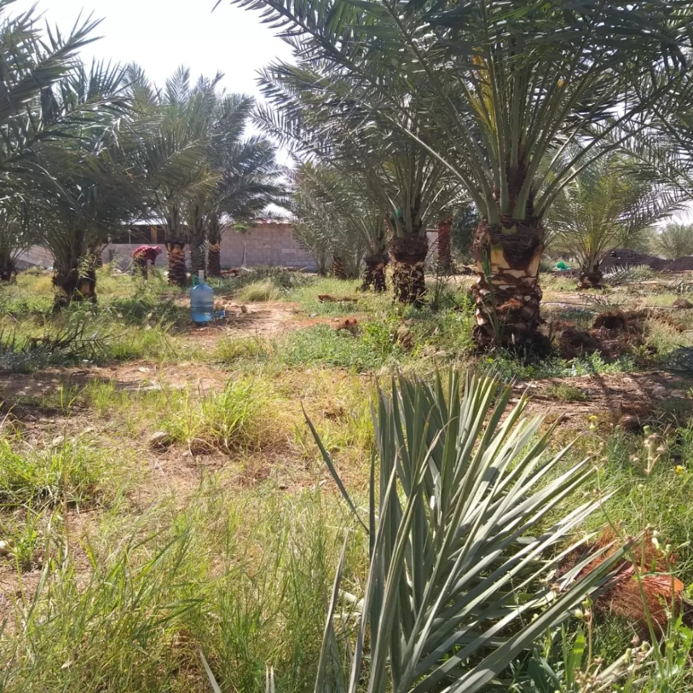 بیع نخیل وفصایل تكريب تنظيف - 2
