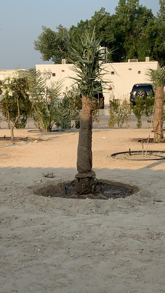 زراع - 6