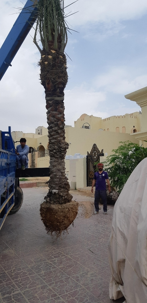 زراع - 4
