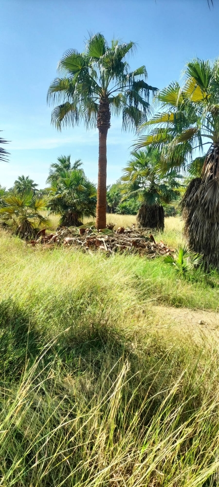 زراعة نخل الزينة - 2