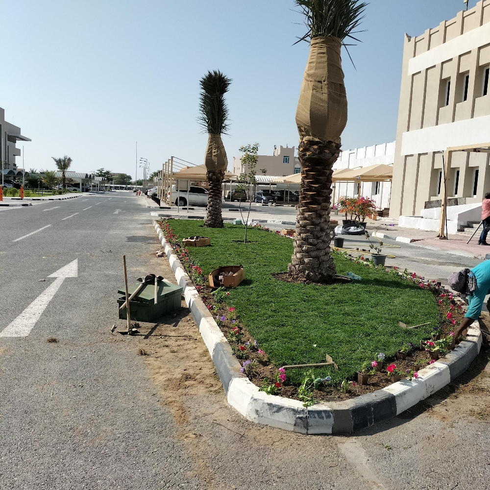 تكريب وتنظيف النخيل 55079950 - 2