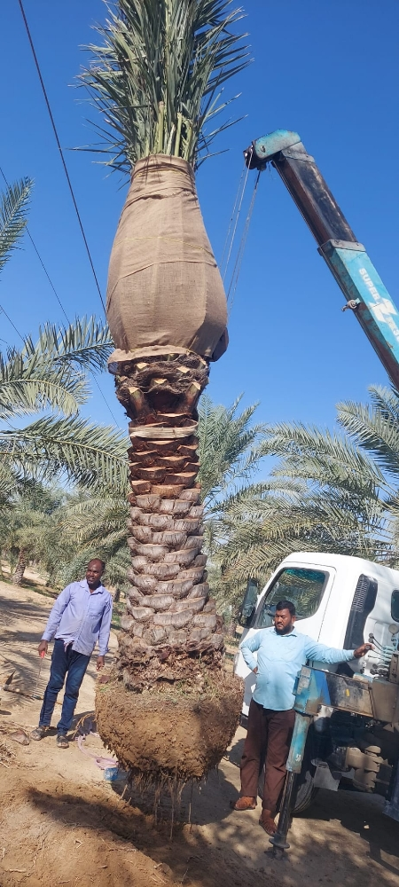 تكريب وتنظيف النخيل 55079950 - 4