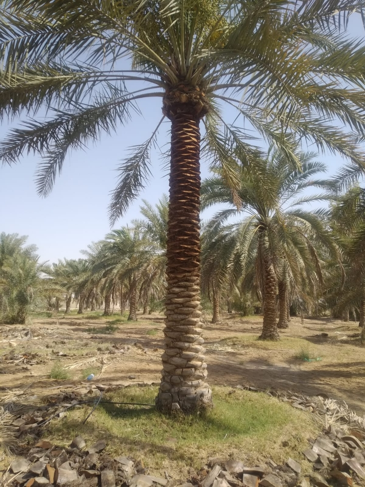 تكريب وتنظيف النخيل 55079950 - 3