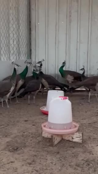 peacock - 1