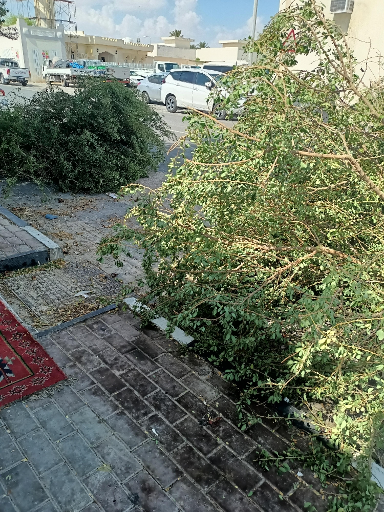 المنصورى - 2