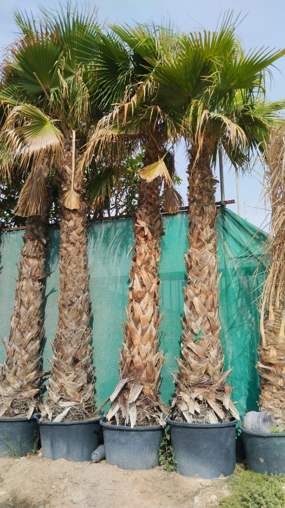 زراعة تكريب الواشنطونيا - 2