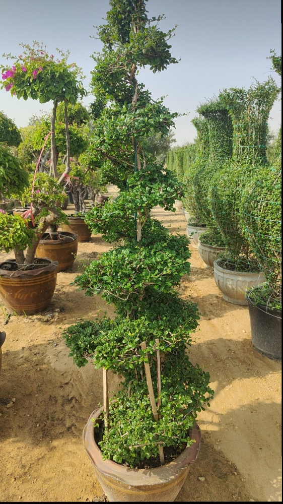 زراعة تكريب الواشنطونيا - 5