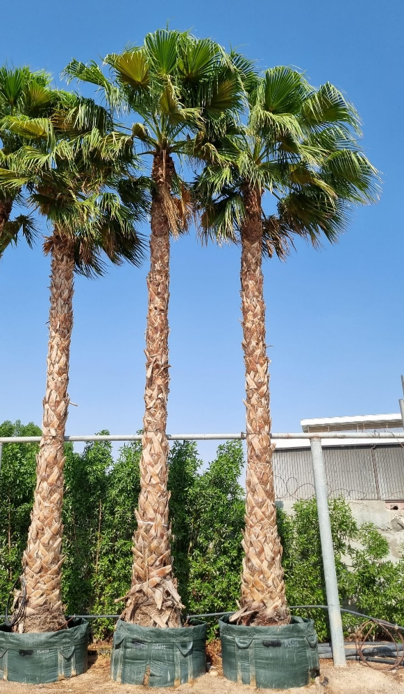 زراعة تكريب الواشنطونيا - 3