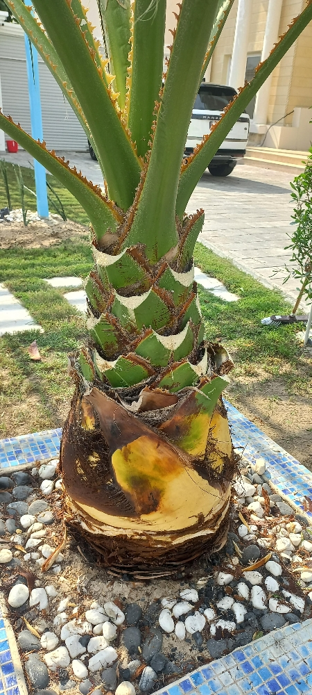 زراعة تكريب الواشنطونيا - 4
