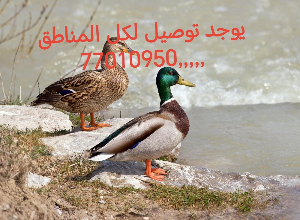 بط قوي طيار فريش - 1