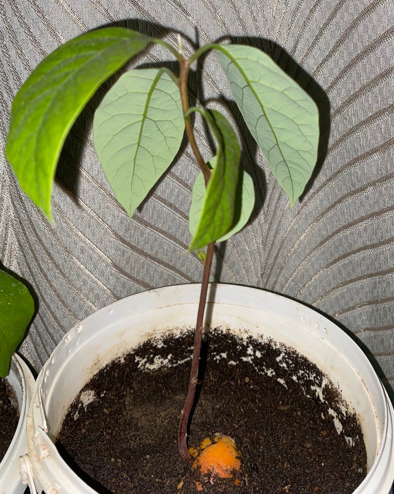 avocado and mango seedling - 1