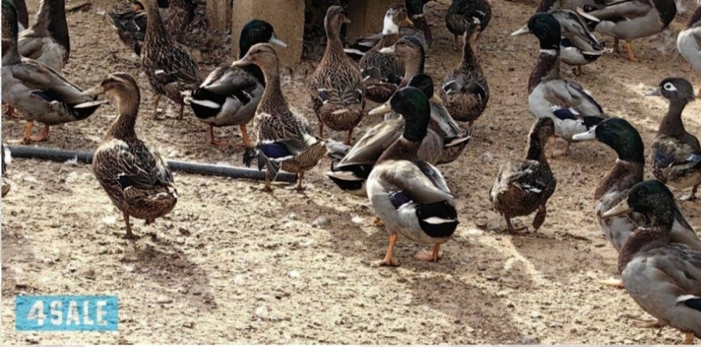 وز طيار اصلي فريش - 1