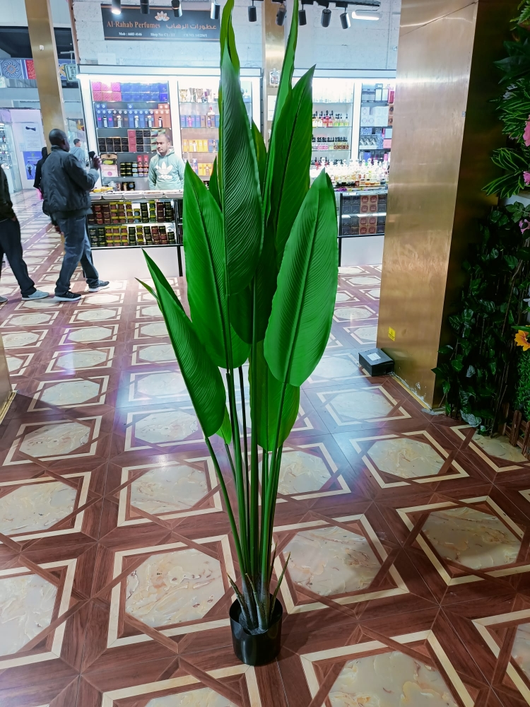 نبات داخلي - 3