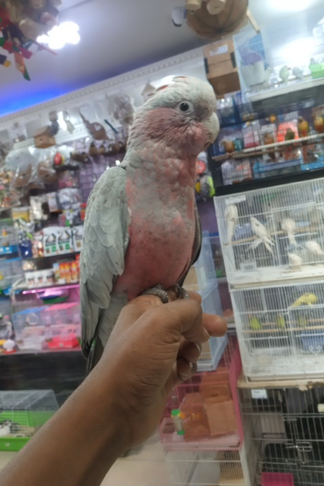 GALA COOCATOO - 2