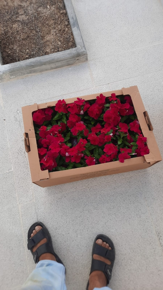 زراع - 4