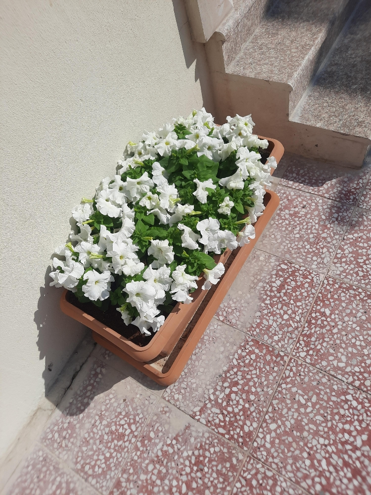 زراع - 1