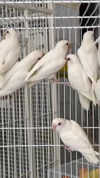 لوف بيرد البينو ابيض - 1