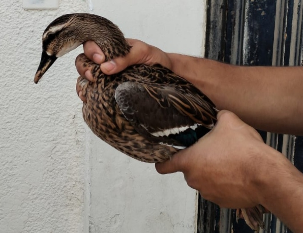 بط طيار اصلي طيار قوي درجة اولى - 1