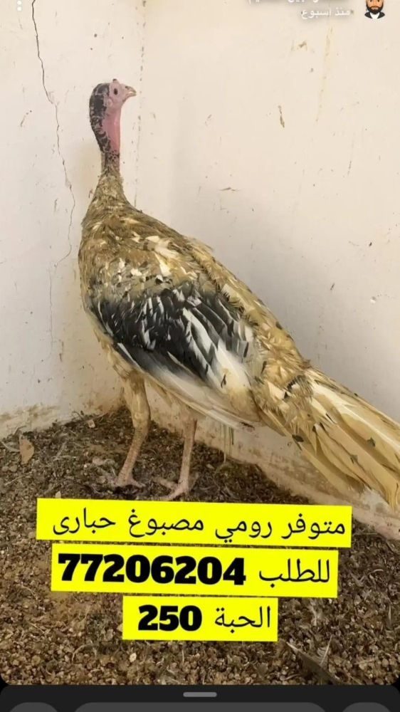 رومي مصبوغ على شكل حبارى - 1